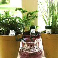 Water-Waiter semestervattnare, 3-pack