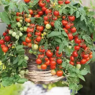 Ampeltomat'Gartenperle', körsbärstomater, 40 cm, soligt läge, lättodlad, 0,1 gram frön.