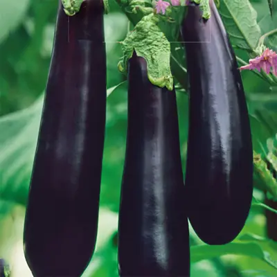 Aubergin'Giralda', svart, 23 cm lång, 210 gram, fast och vitt kött, odlas i växthus.