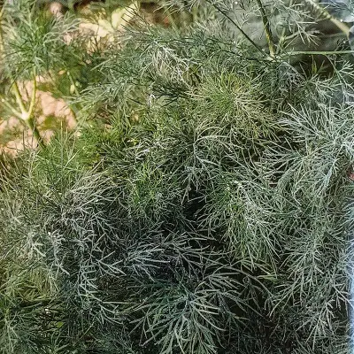 Dill'Thalia', mörkgröna blad, starka växter, lättodlad, friland/växthus, sol/halvskugga.