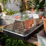 Drivhus med pluggbrätte 96 celler, XL-drivhus kombinerat med pluggbrätte