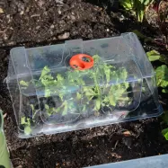 Kupa till minidrivhus stor, Extra hög klar plastkupa till minidrivhus stor 37,5x23x12 cm