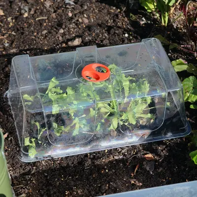 Kupa till minidrivhus stor, Extra hög klar plastkupa till minidrivhus stor 37,5x23x12 cm