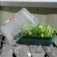 Minidrivhus liten, grön