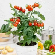 Dvärgbusktomat'Summerpearls'F1, 5 frön,Busktomat,Växthus, Ute skyddat läge. Kruka, Balkong