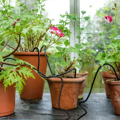 Flopro droppbevattning för växthus