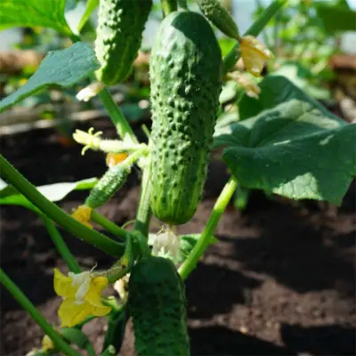 Frilandsgurka'Corveta'F1, grön och knaprig, för utomhus eller växthus, 1,5 g frön.