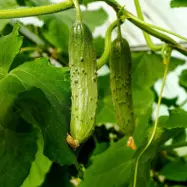 Gurka'Fin de meaux', mörkgrön, krispig, tidig, högavkastande, utomhus/växthus, 1 gram frön.