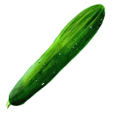 Gurka'Gergana', grön, krispig, ca 30 cm lång, friland/växthus, ca 10 frön, öppenpollinerad, lättodlad.