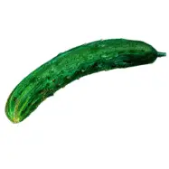 Gurka'Shintokiwa', mörkgrön, 20-25 cm, friland/växthus, ca 10 frön, lättodlad, hög avkastning.