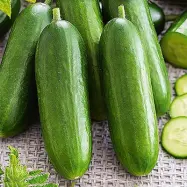 Gurka'Snack'F1. självpollinerande, sjukdomsresistent, tidig, hybrid, friland, växthus, 10 frön.