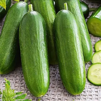 Gurka'Snack'F1. självpollinerande, sjukdomsresistent, tidig, hybrid, friland, växthus, 10 frön.