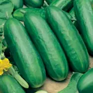 Gurka'Socrates'F1, grön, hög kvalitet, snabbväxande, honblommor, växthus, 5 frön.