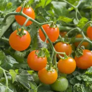 Körsbärstomat'Orangeto'F1, ca 10 frön,Högväxande,Växthus, Ute skyddat läge
