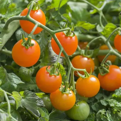 Körsbärstomat'Orangeto'F1, ca 10 frön,Högväxande,Växthus, Ute skyddat läge