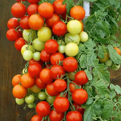 Körsbärstomat'Bajaja', 10 frön,Busktomat,Växthus, Ute skyddat läge. Kruka, Balkong. Ampel