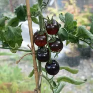Körsbärstomat'Black Cherry', 0,2 gram,Högväxande,Växthus, Ute skyddat läge