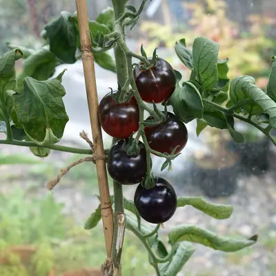 Körsbärstomat'Black Cherry', 0,2 gram,Högväxande,Växthus, Ute skyddat läge