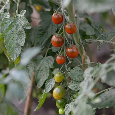 Körsbärstomat'Bronzy', ekologisk, röd, saftig, växthus eller utomhus, rik skörd, 1 paket frön.