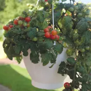 Körsbärstomat'Cherry Falls', 5 frön,Dvärgbusktomat,Växthus, Ute skyddat läge. Kruka, Balkong, Ampel