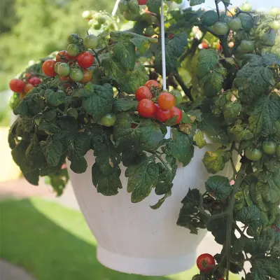 Körsbärstomat'Cherry Falls', 5 frön,Dvärgbusktomat,Växthus, Ute skyddat läge. Kruka, Balkong, Ampel