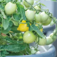 Körsbärstomat'Funnyplums Creamy Yellow'F1, ca 5 frön,Dvärgbusktomat,Växthus, Ute skyddat läge. Kruka, Balkong, Ampel, Inomhus