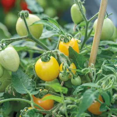 Körsbärstomat'Funnyplums Orange'F1, ca 5 frön,Dvärgbusktomat,Växthus, Ute skyddat läge. Kruka, Balkong, Ampel, Inomhus