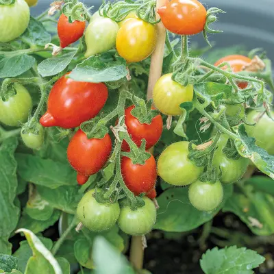 Körsbärstomat'Funnyplums Red'F1, ca 5 frön,Dvärgbusktomat,Växthus, Ute skyddat läge. Kruka, Balkong, Ampel, Inomhus