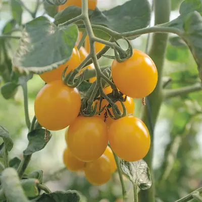 Körsbärstomat'Golden Pearl'F1, ca 5 frön,Högväxande,Växthus, Ute skyddat läge