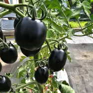 Körsbärstomat'Night shades'F1, högväxande, ca 180 cm, söta frukter, 20 g, växthus/balkong, 5 frön.