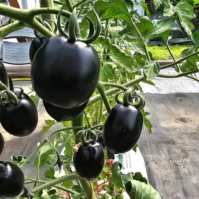 Körsbärstomat'Night shades'F1, högväxande, ca 180 cm, söta frukter, 20 g, växthus/balkong, 5 frön.