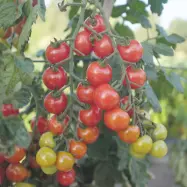 Körsbärstomat'Rubylicious'F1, ca 5 frön,Högväxande,Växthus
