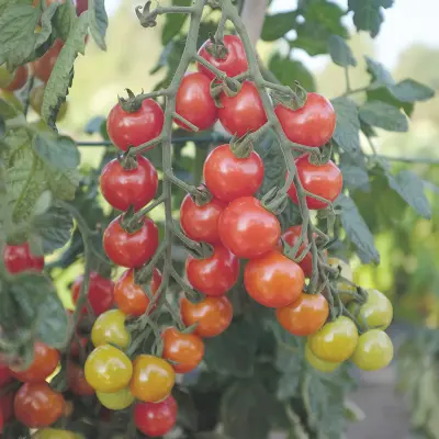 Körsbärstomat'Rubylicious'F1, ca 5 frön,Högväxande,Växthus