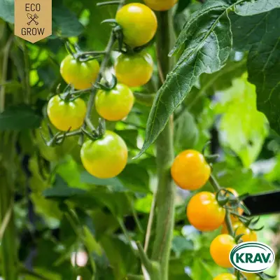 Körsbärstomat'Snowberry', ekologisk, 6 frön,Högväxande,Växthus, Ute skyddat läge