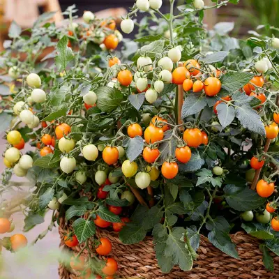 Körsbärstomat'Tiny Temptations Orange'F1, ca 4 frön,Busktomat,Växthus, Ute skyddat läge. Kruka, Balkong