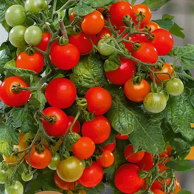 Körsbärstomat'Veranda Red'F1, 10 frön,Busktomat,Växthus, Ute skyddat läge. Kruka, Balkong