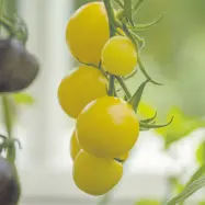 Körsbärstomat'White Cherry', ca 5 frön,Högväxande,Växthus, Ute skyddat läge