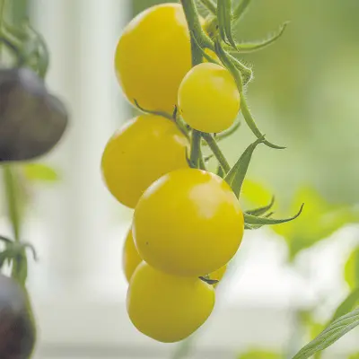 Körsbärstomat'White Cherry', ca 5 frön,Högväxande,Växthus, Ute skyddat läge