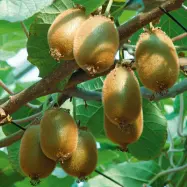 Kiwi'Jenny', 3-pack, sjävfertil, klätterväxt frukt/bär sol-växthus zon 1–3 rik skörd sep–okt
