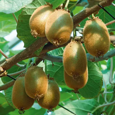 Kiwi'Jenny', självfertil kiwi klättrare 3–4 m frukt sept–okt sol växthus lämplig