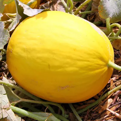 Melon'Jaune Canari 2', gul, 1,5 kg, ovala, doftande fruktkött, växthus eller skyddad plats.