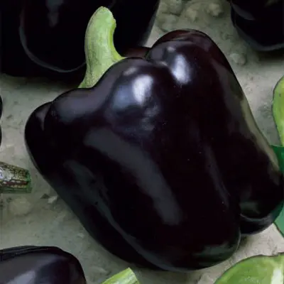 Paprika'Andromeda', röd, kraftigt växtsätt, ca 300 g, sol, växthus eller skyddad plats.