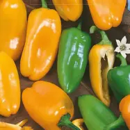 Paprika'Hamik', medelstor, orangefärgade frukter, utan frön, odlas i växthus och utomhus, 0,1 gram frön.