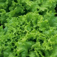 Plocksallat'Grand Rapids', tidig sort, grön, skördetid 35–50 dagar, sås utomhus/växthus, 4 meter såband.