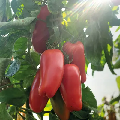 Plommontomat'Agro'F1, ekologisk, ca 5 frön,Högväxande,Växthus, Ute skyddat läge