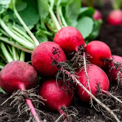 Rädisa'Belsay'F1,klarröd, rund, 28-32 dagar till skörd, växthus/friland, lättodlad, 3 gram frön.