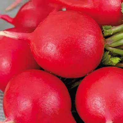 Rädisa'Scarlet Globe', röd färg, mild smak, 22-28 dagar till skörd, friland eller växthus, 4 gram frön.