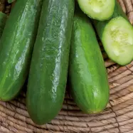 Salladsgurka'Beth Alpha', saftig, friland, växthus, 1 gram frön.