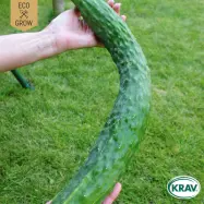 Slanggurka'Sooyow Nishiki', ekologisk