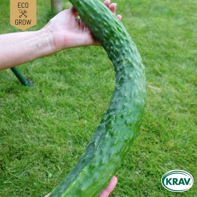 Slanggurka'Sooyow Nishiki', ekologisk